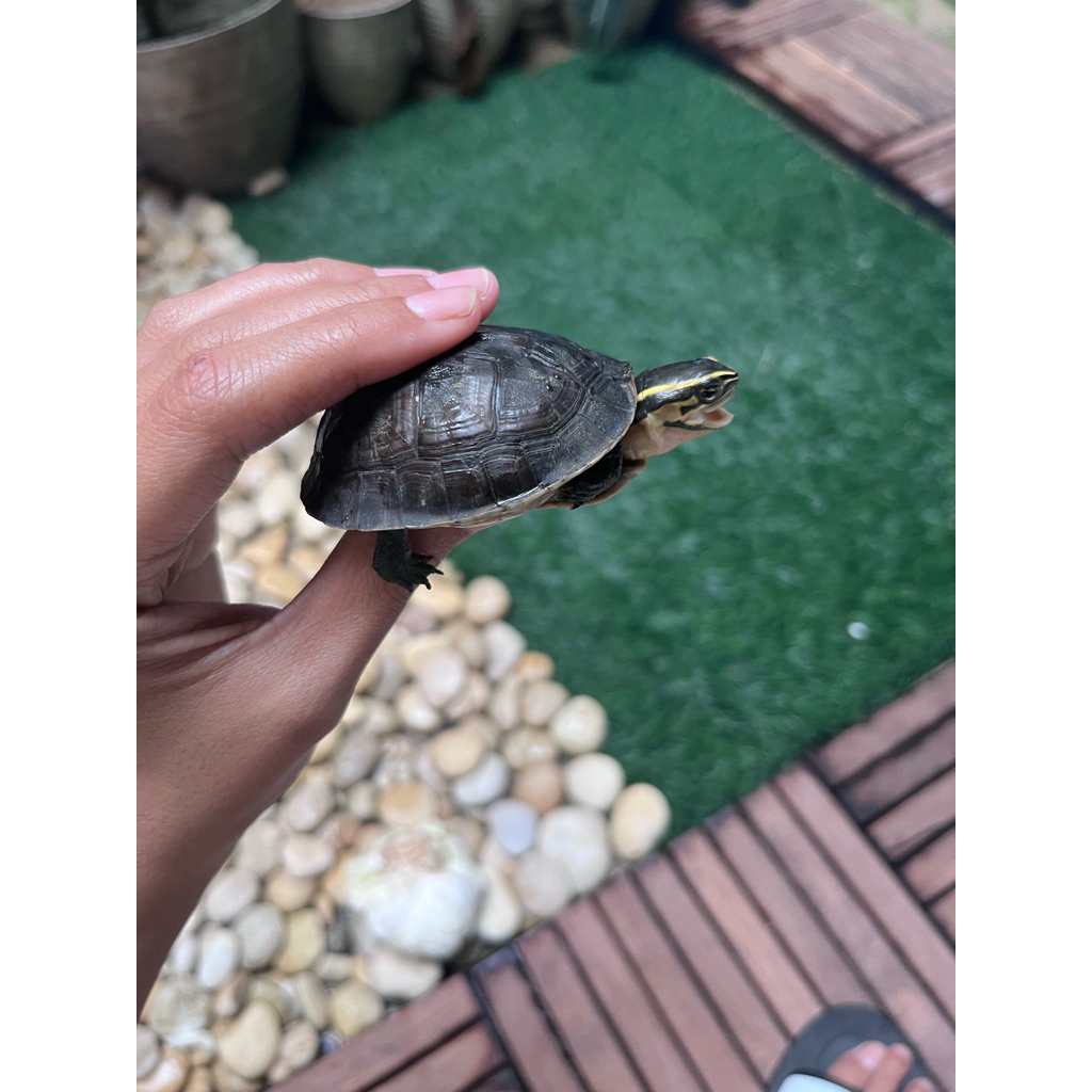 STOK TERBATAS HIASAN KOLAM/AKUARIUM KURA KURA AMBON PIPUT UKURAN 7-14 CM