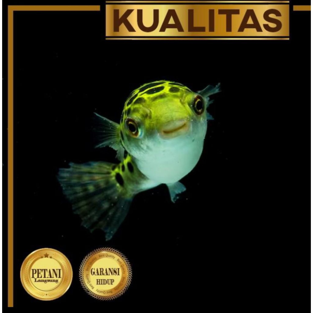Puffer Fish (L) Ikan Hias Buntal Hiasan