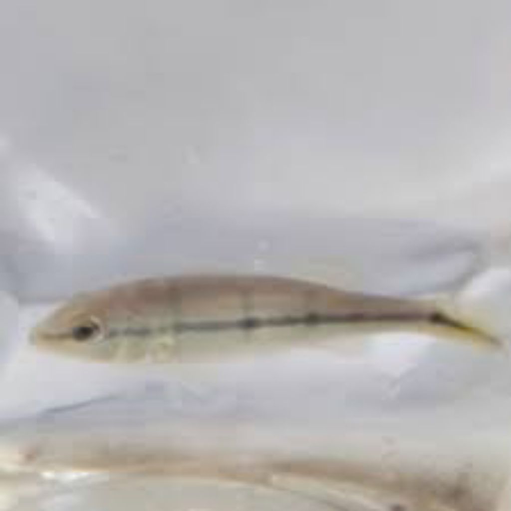 kebutuhan hiasan pbass azul pbas azul pure