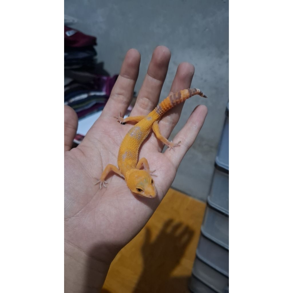 Leopard Gecko Male - Sunglow - Usia Juve Jantan Sehat Imut Mulus