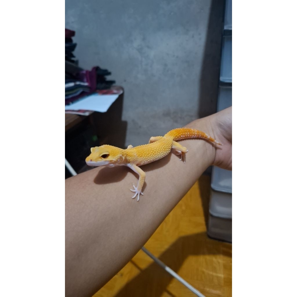Leopard Gecko Female - Sunglow - Usia Jelang Ovul Betina Sehat HG004
