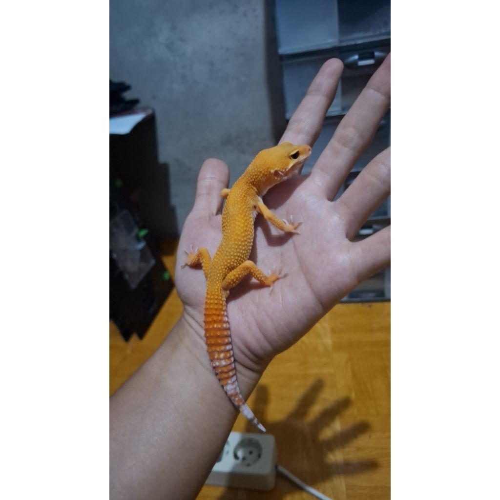 Leopard Gecko Male - Sunglow Tomato - Usia Menuju Siap Kawin Jantan Sehat HG005