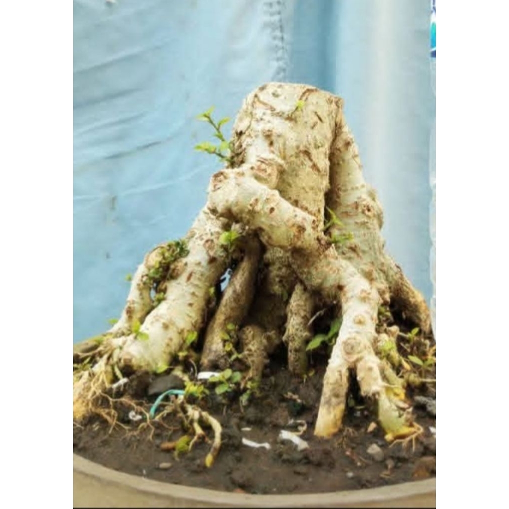 bonsai serut tanam terbaik