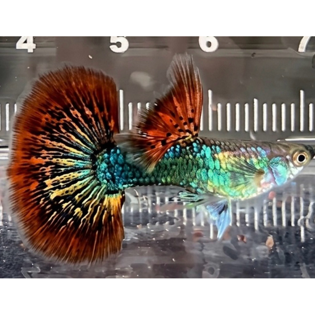 Hiasan Aquarium Guppy Red Dragon Halfmoon