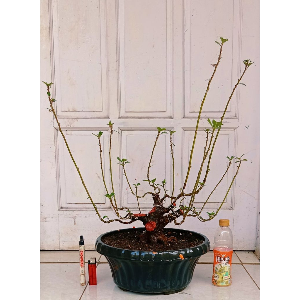 bonsai loa bogel prospek 270.000 program akar kokoh mantap.