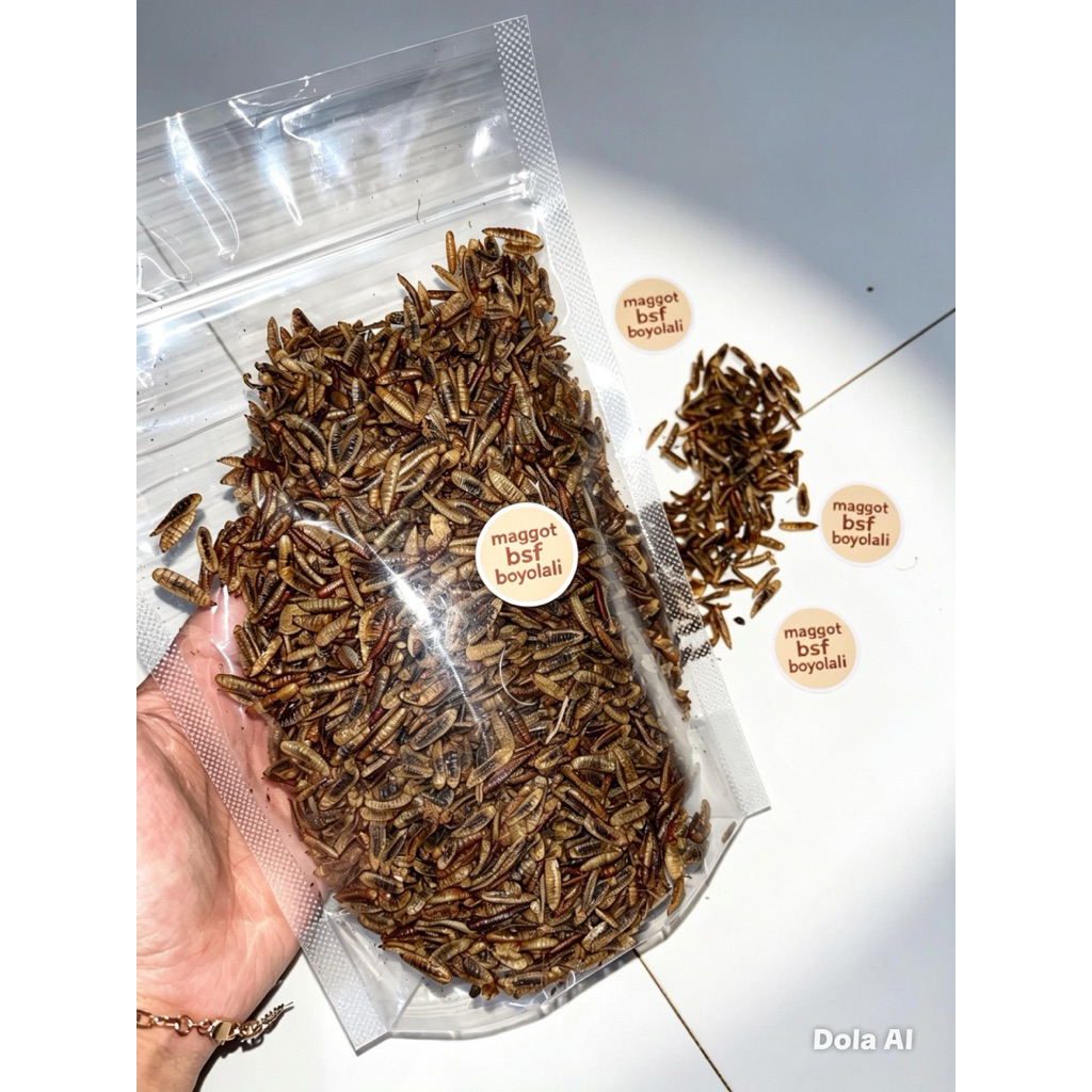 Maggot bsf kering