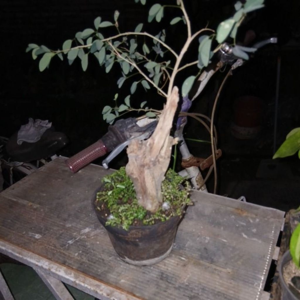 bonsai asem londo
