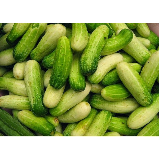 SAYUR BABY TIMUN LALAP SEGAR / BAYI MENTIMUN FRESH