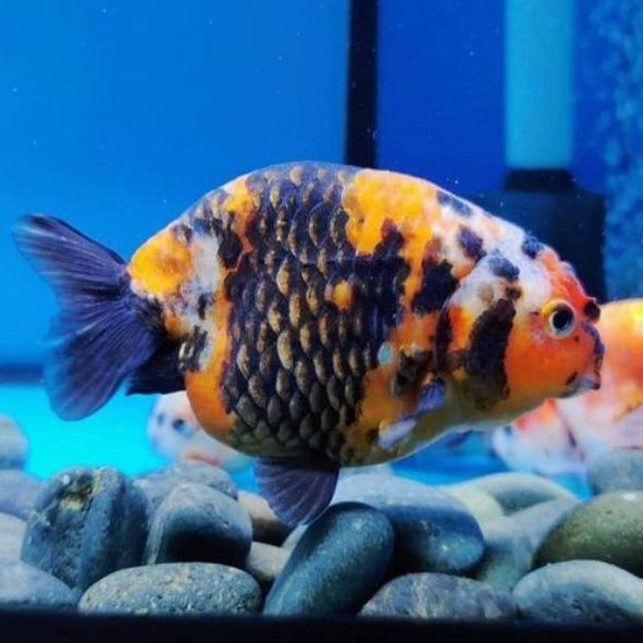 Koki Ranchu PW ( size SM )
