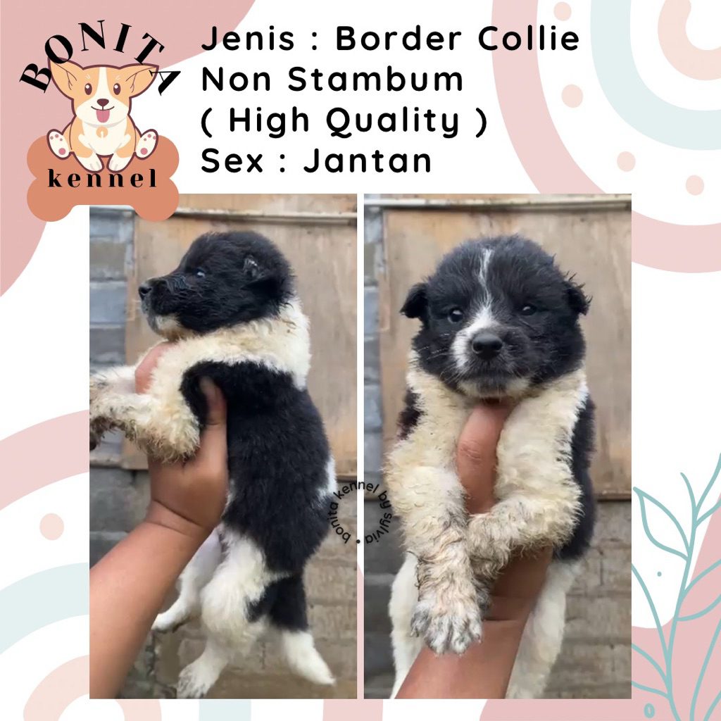Border Collie Non Stambum Black And White Flipflop Blue Eyes Anak Anjing Border Collie Jantan Betina