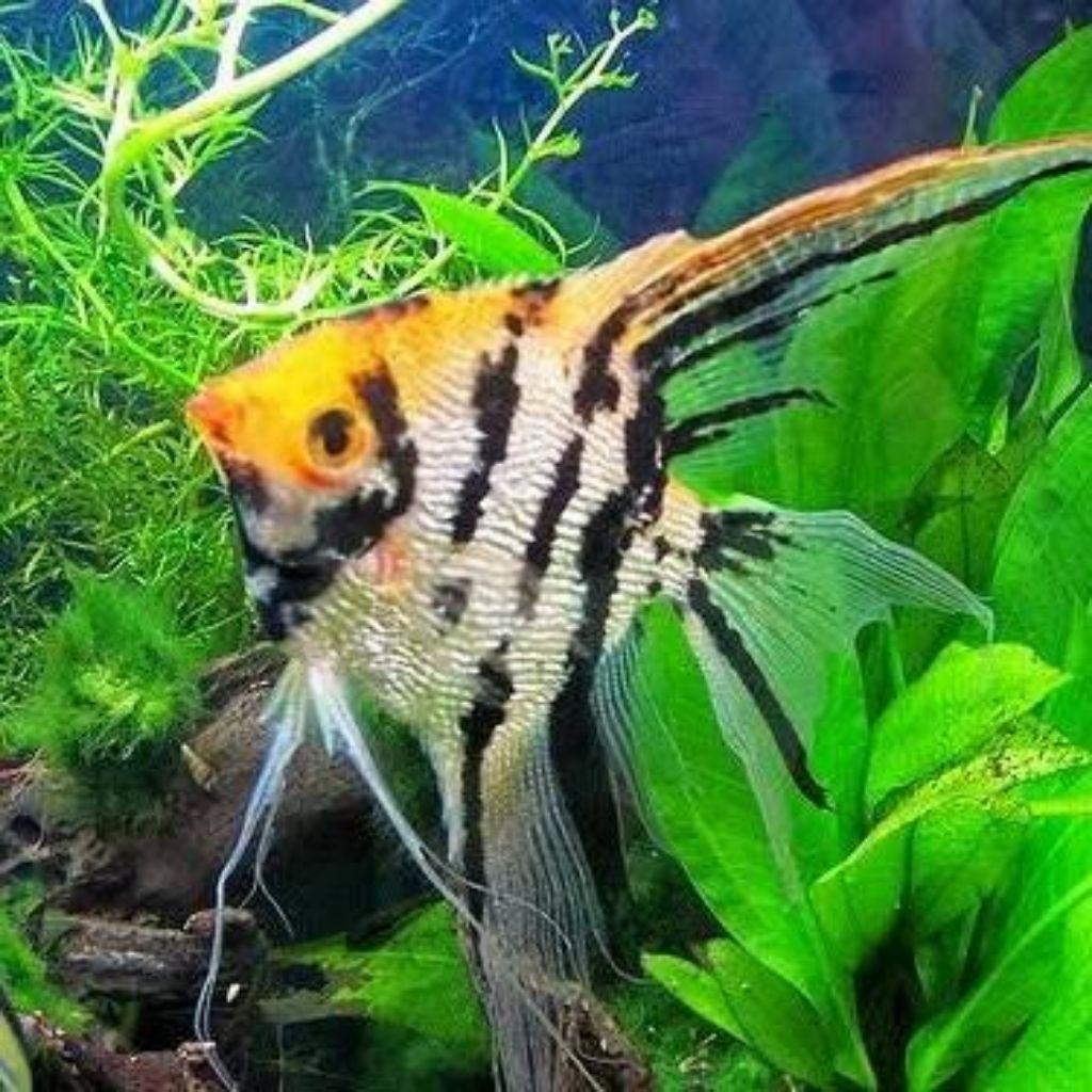 Ikan Hias Manfish Tricolor Ukuran Dewasa 8cm