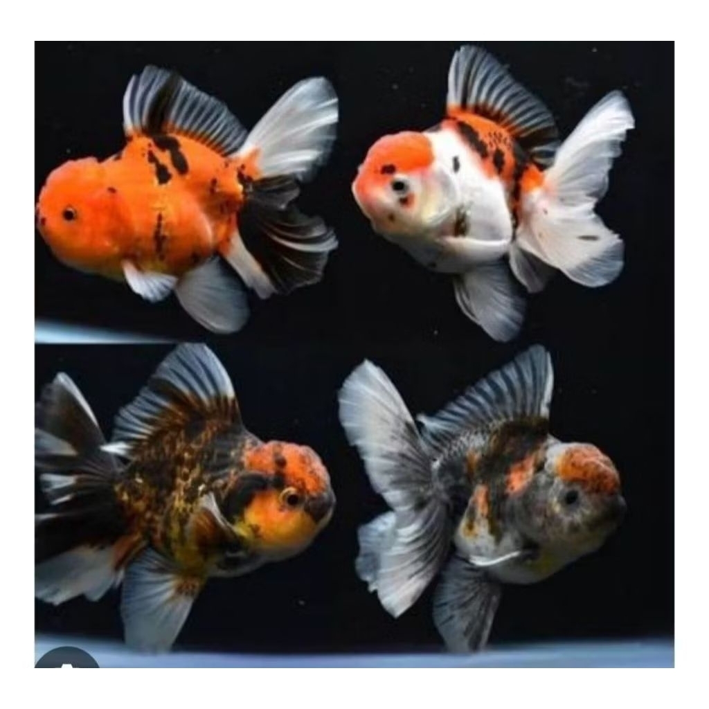 IKAN KOKI ORANDA PANCAWARNA