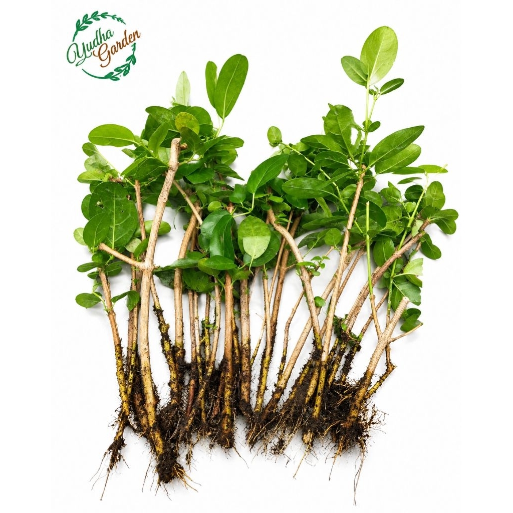 Sancang Bahan Bonsai - Stek Sancang Bonsai