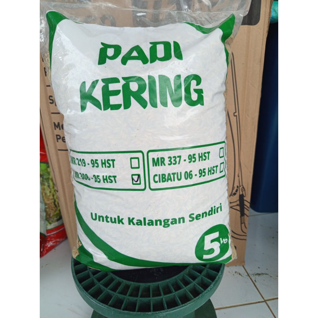 Padi kering mr 308