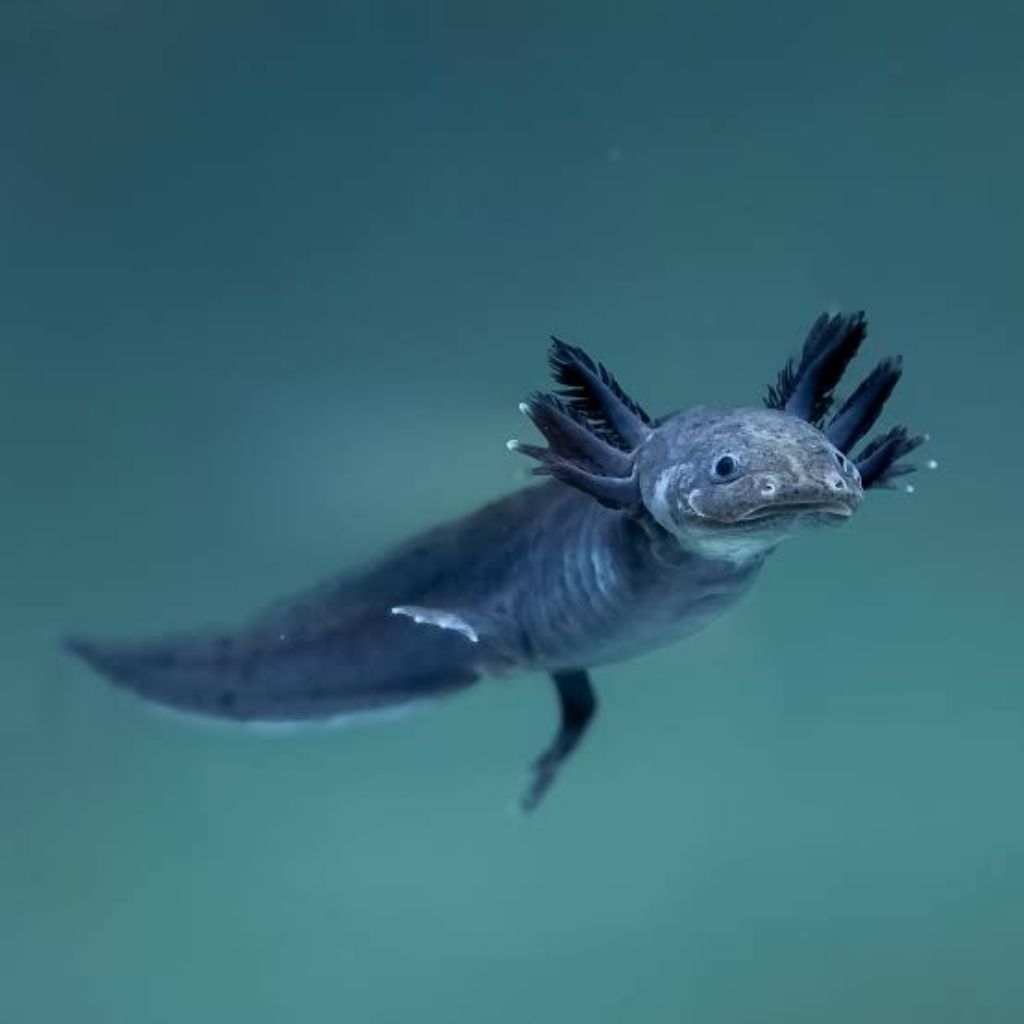 ikan axolotl melanoid atau salamander air untuk aquarium dan aquascape