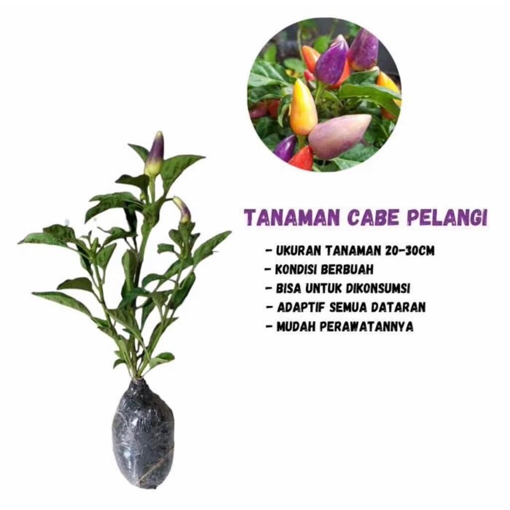Tanaman Cabe Pelangi Hidup Berbuah Warna-Warni