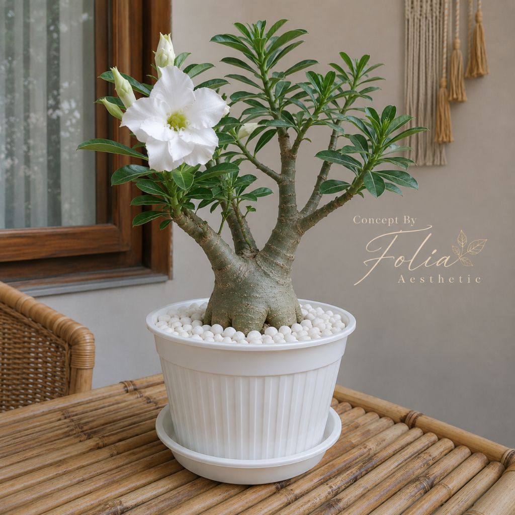Tanaman Hias Adenium Obesum Kamboja Jepang Eksotik Outdoor Pembersih Udara Include Pot Plastik Ekskl