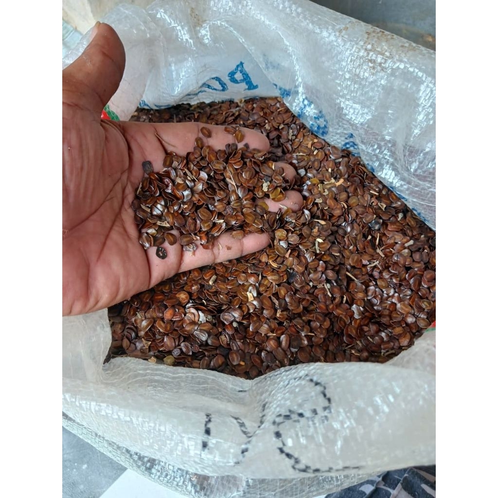1 kg benih biji johar super
