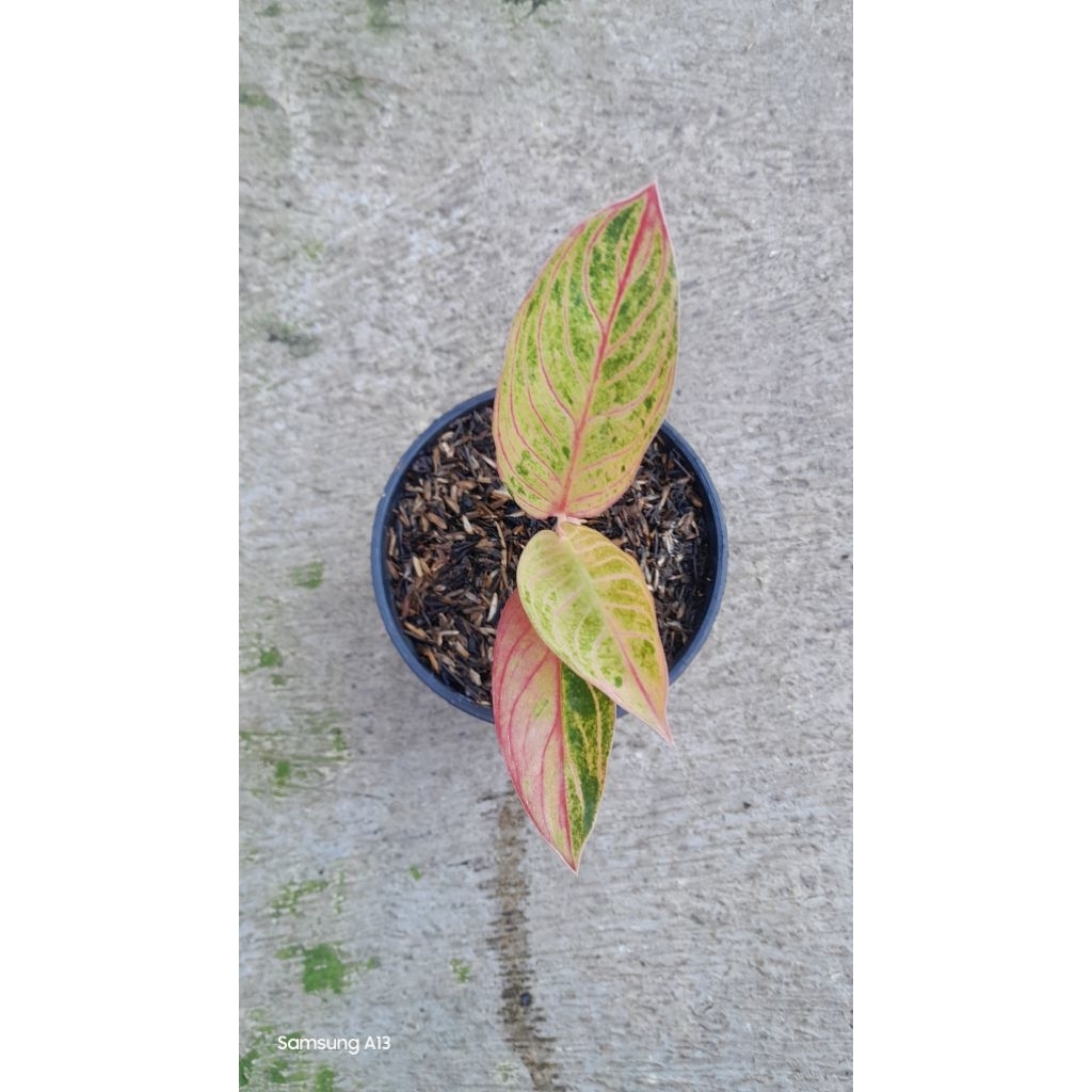 Aglonema Kresna Conon (Size Baby Daun 3) (2)