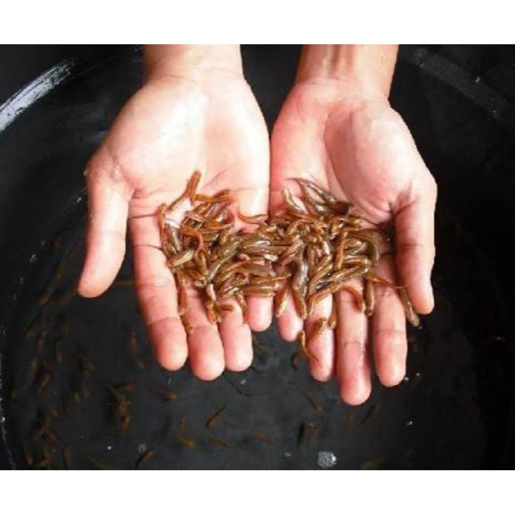 (pemanis akuarium) Bibit ikan Gabus/Toman predator size 3-5 cm isi 10 ekor+bonus pelet