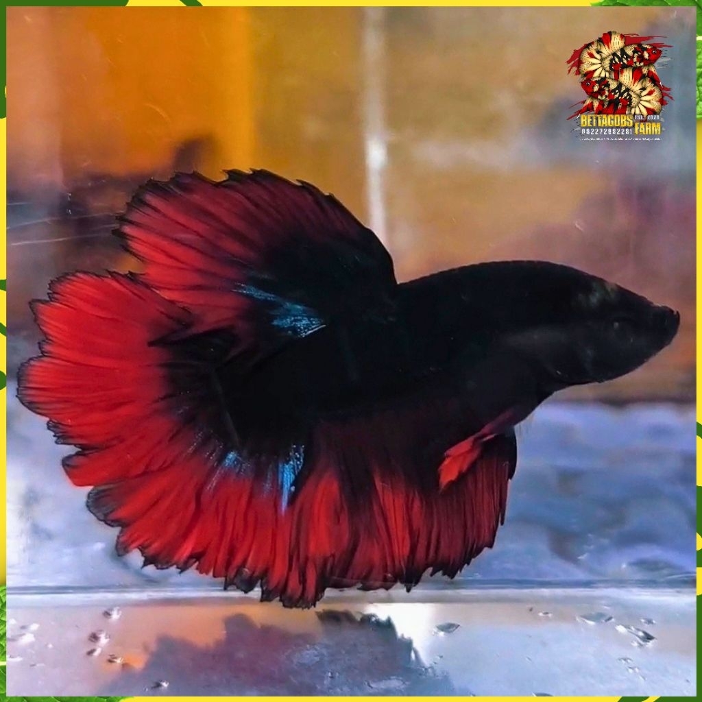Halfmoon Rosetail Vampire