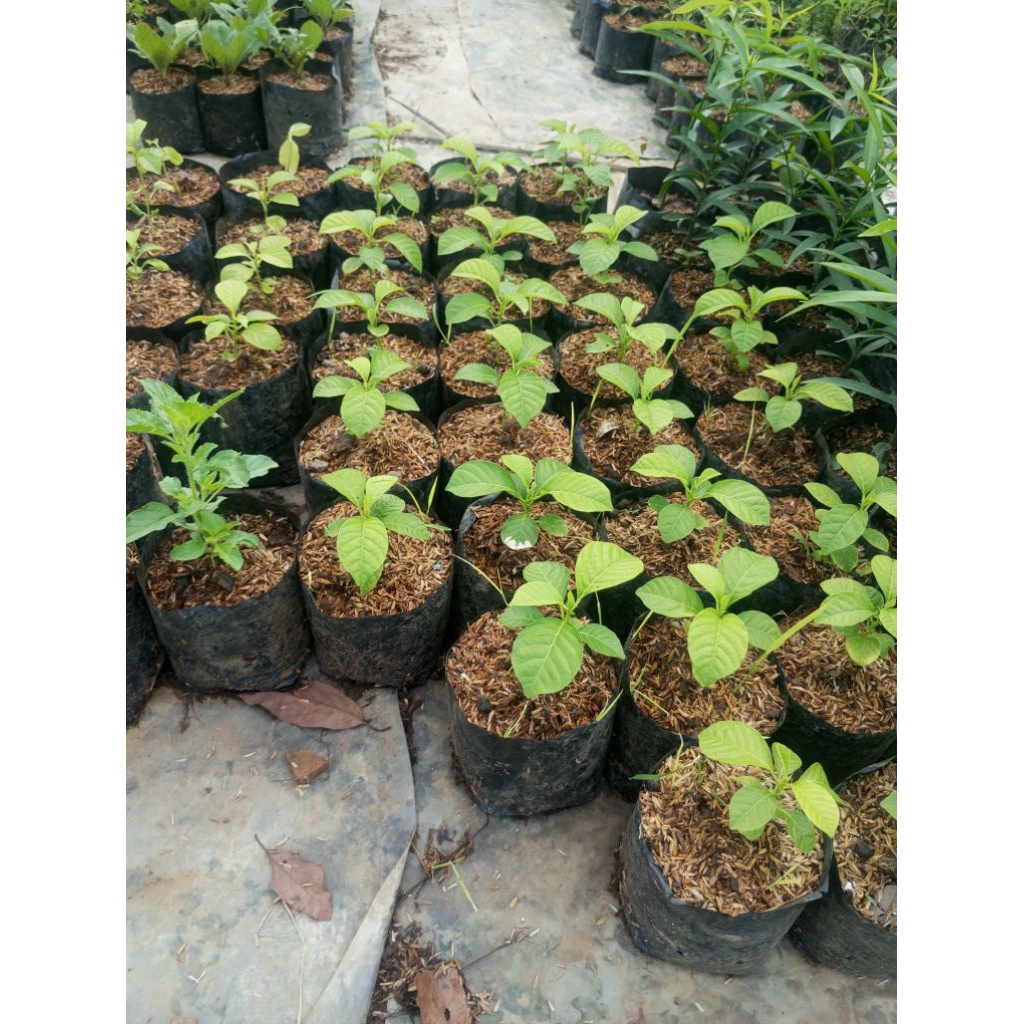 erbis/tanaman buah erbis