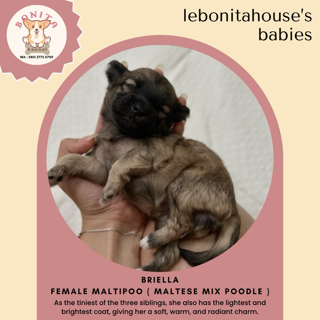 Maltipoo Poodle Mix Maltese Anak Anjing Maltipoo Jantan Betina