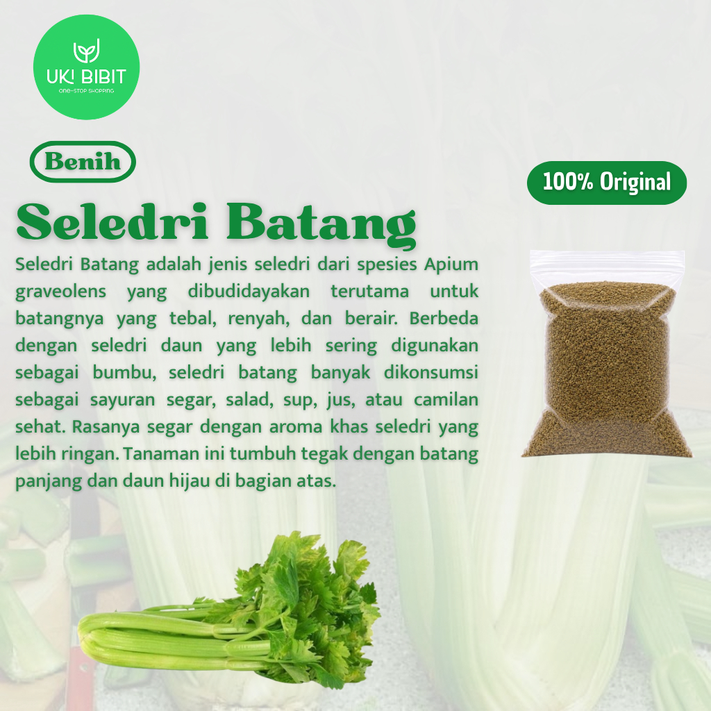 ( 100 Butir ) Benih Biji Seledri Batang | Seledri Daun | Seledri Praha