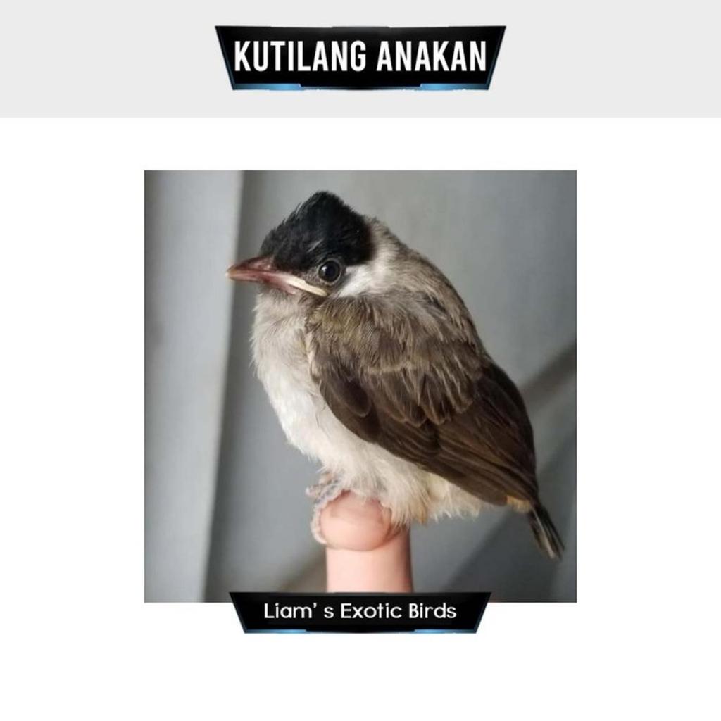 Kutilang anak lolohan mandiri cangkurilleng anak