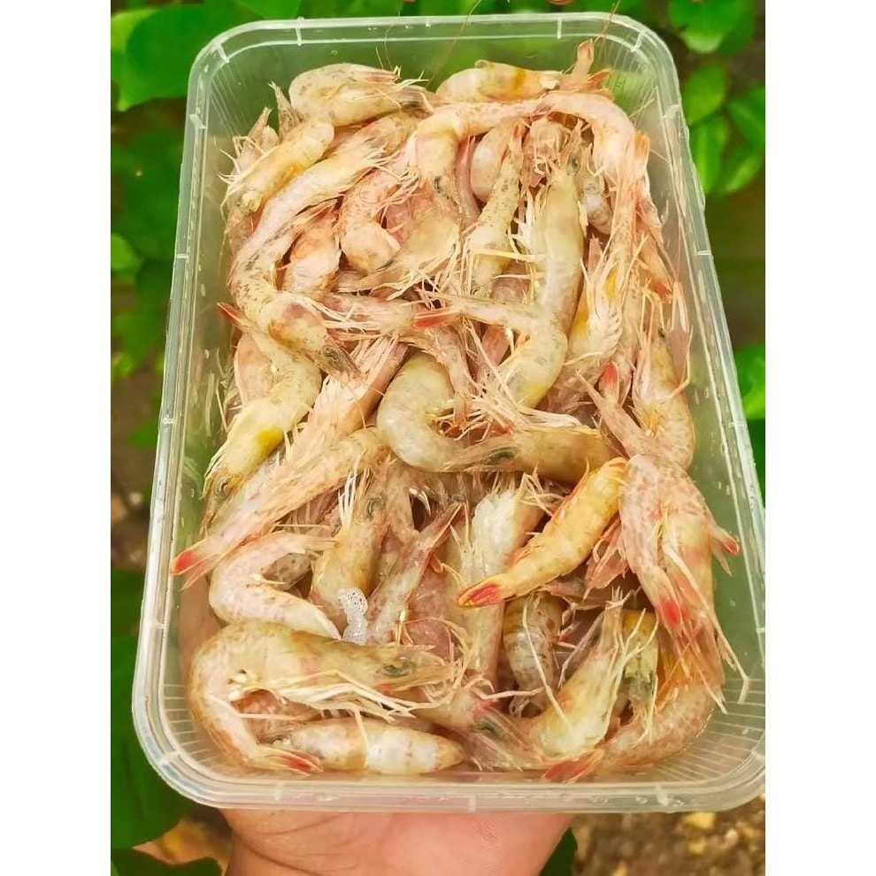 Udang Segar Kecil (Udang Sayur)