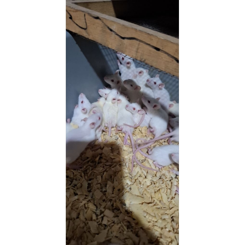 Tikus Putih Rat Size: Small/45-55gram