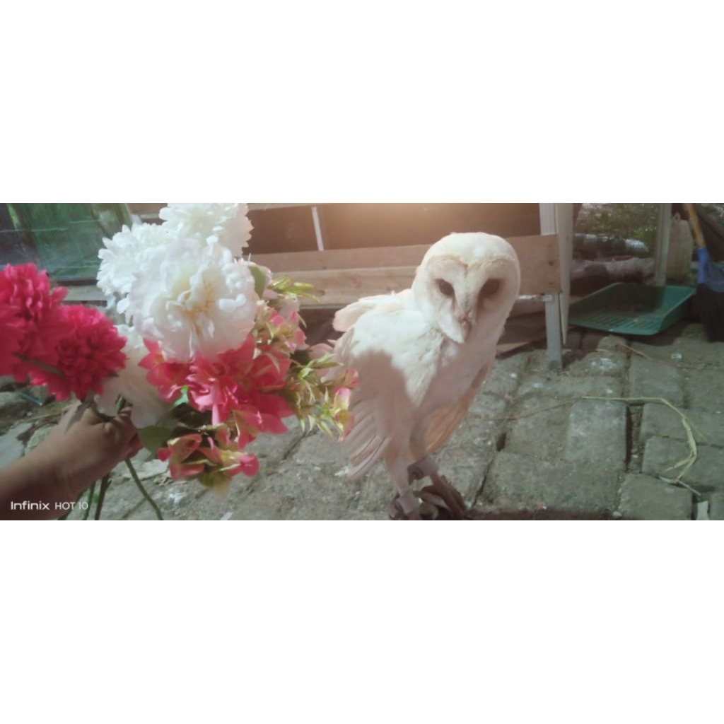 tyto alba putih jinak