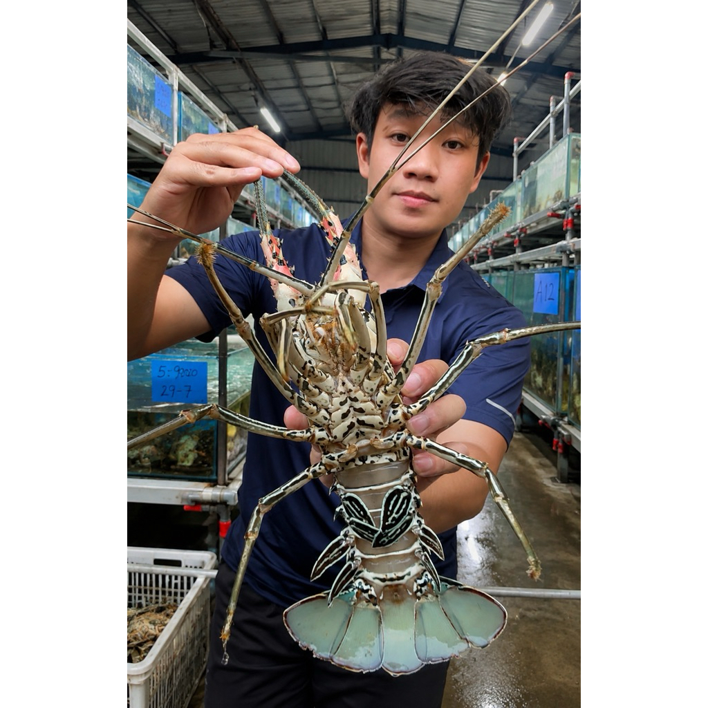 lobster laut hidup (live)