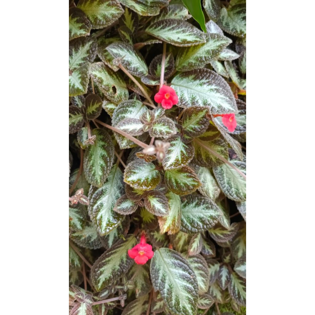 Bibit tanaman hias gantung Bunga Episcia