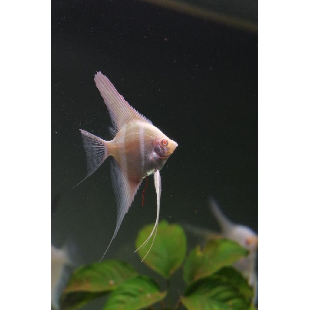 Manfish Dantum Albino Original Size 3 - 3.5 cm