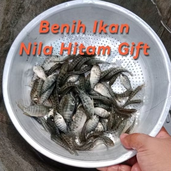 "PAHE" 2-5 cm Bibit Ikan NILA MERAH BANGKOK dan NILA HITAM GIFT - BACA DESKRIPSI DULU YA