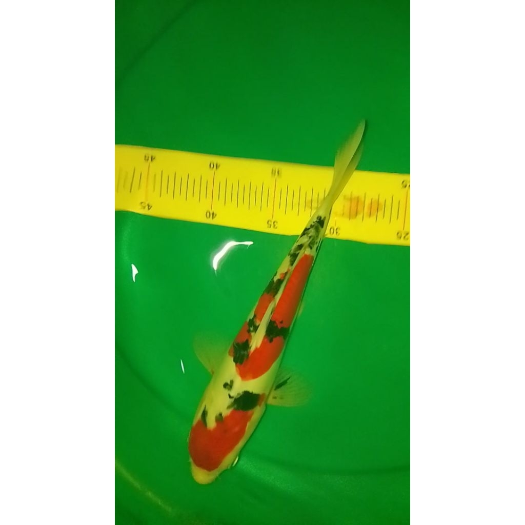 Ikan koi jenis Sanke Doitsu 28cm