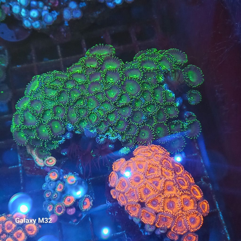 zoa koloni hijau WYSIWYG 003