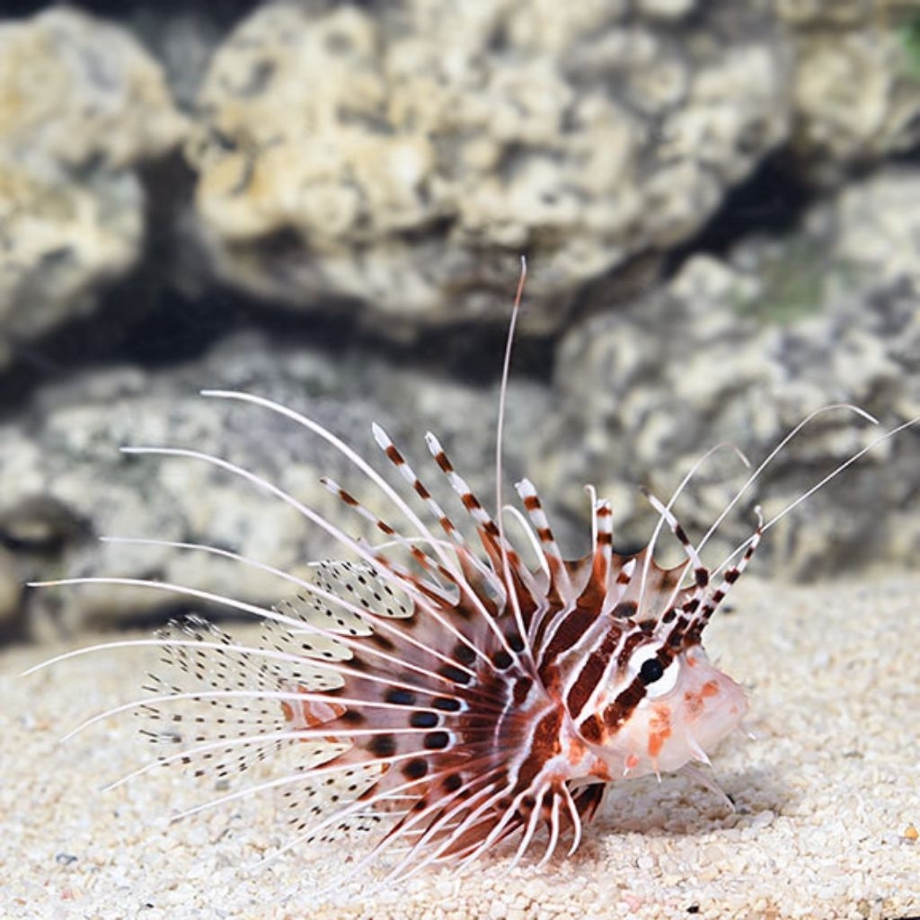 Ikan Hias Air Laut Lionfish Antennata (Antennata Lionfish)