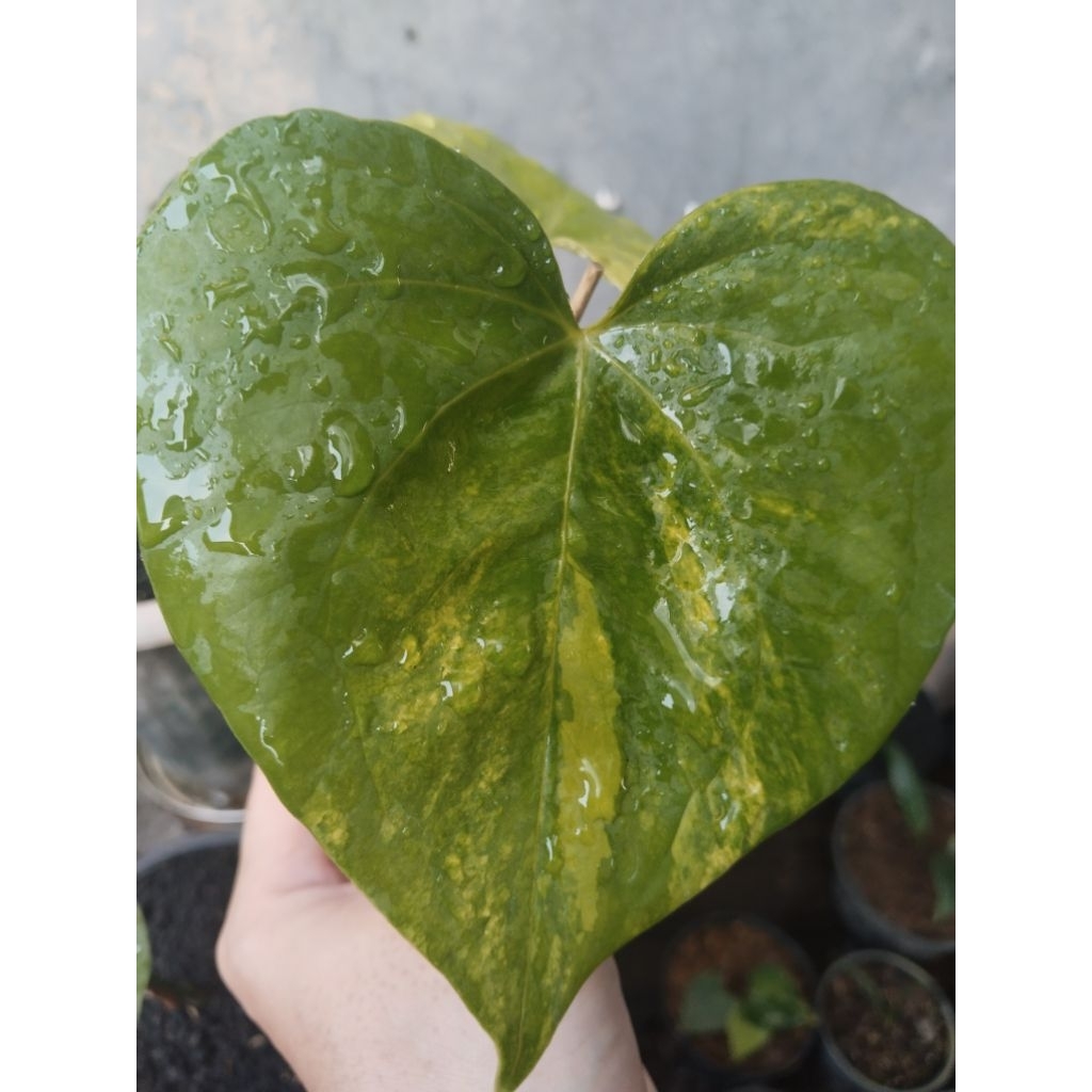 anthurium pteroductyl varigata m
