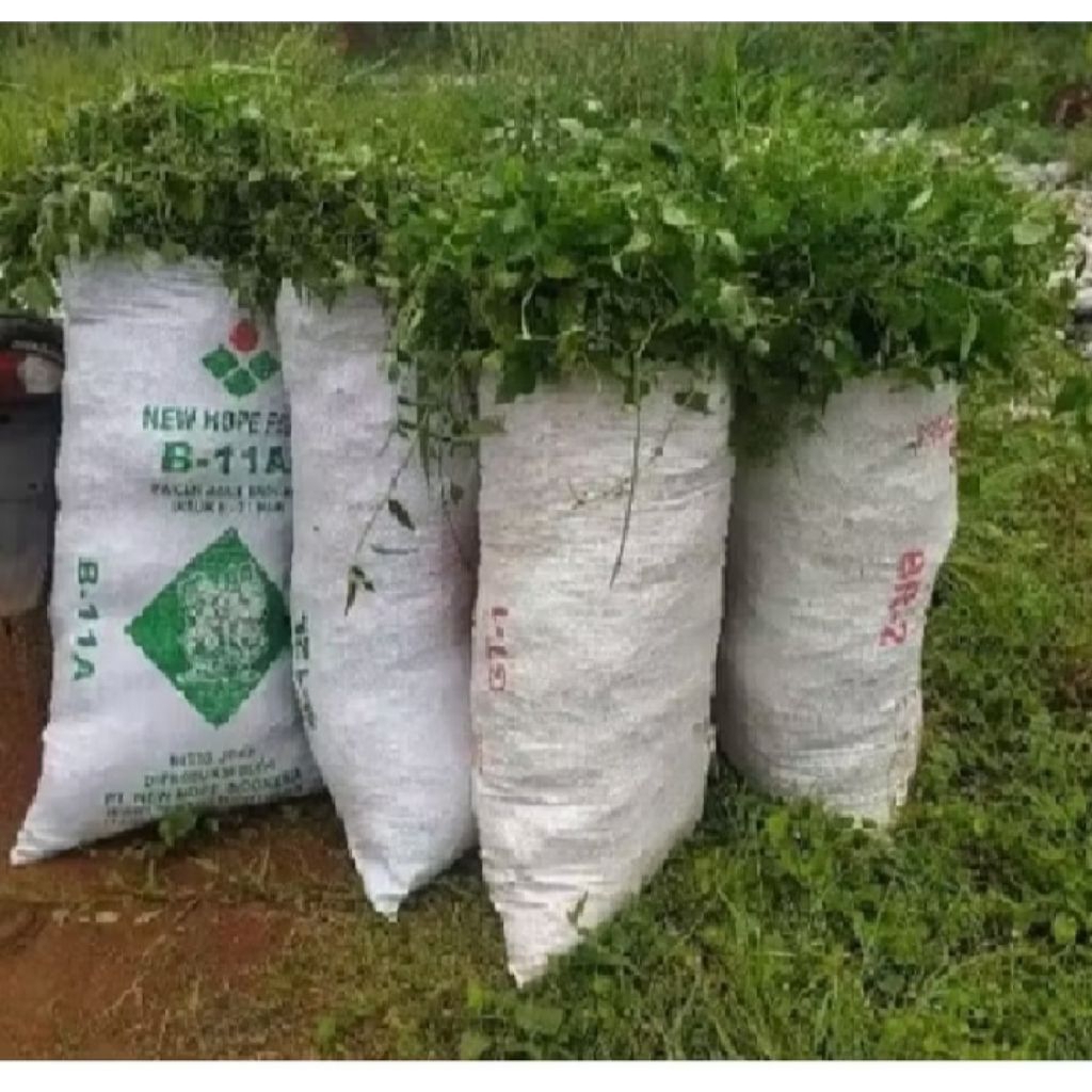 Rumput liar pakan kelinci kambing sapi