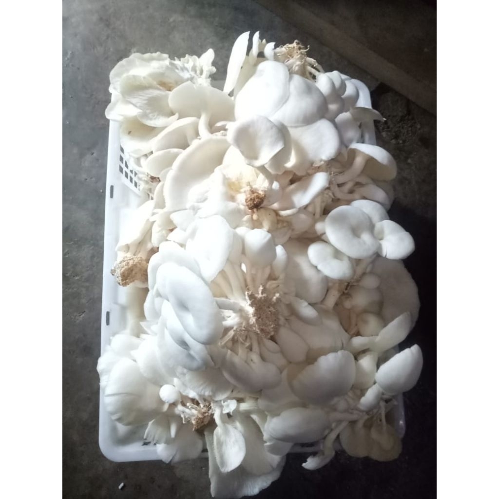 Jamur Tiram Putih