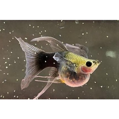Hiasan Aquarium - Guppy Hb Blue Supershort Glassbelly Ribbon Fin C