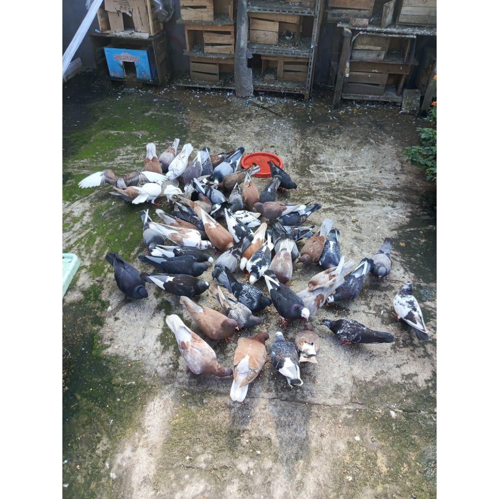Burung merpati hidup