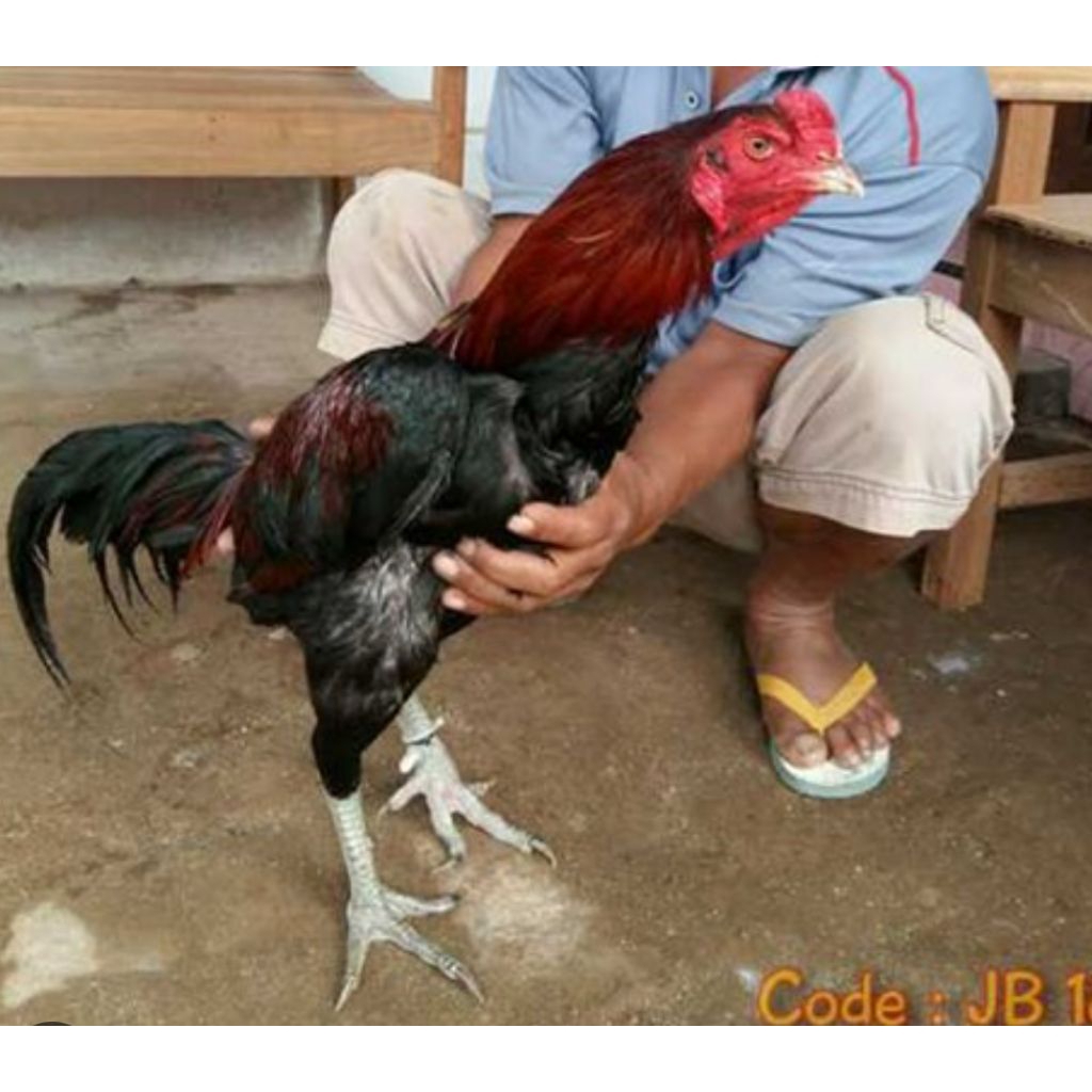 Telur Ayam Pakhoy Thailand Petarung, Fertilitas Tinggi & Siap Ditetas