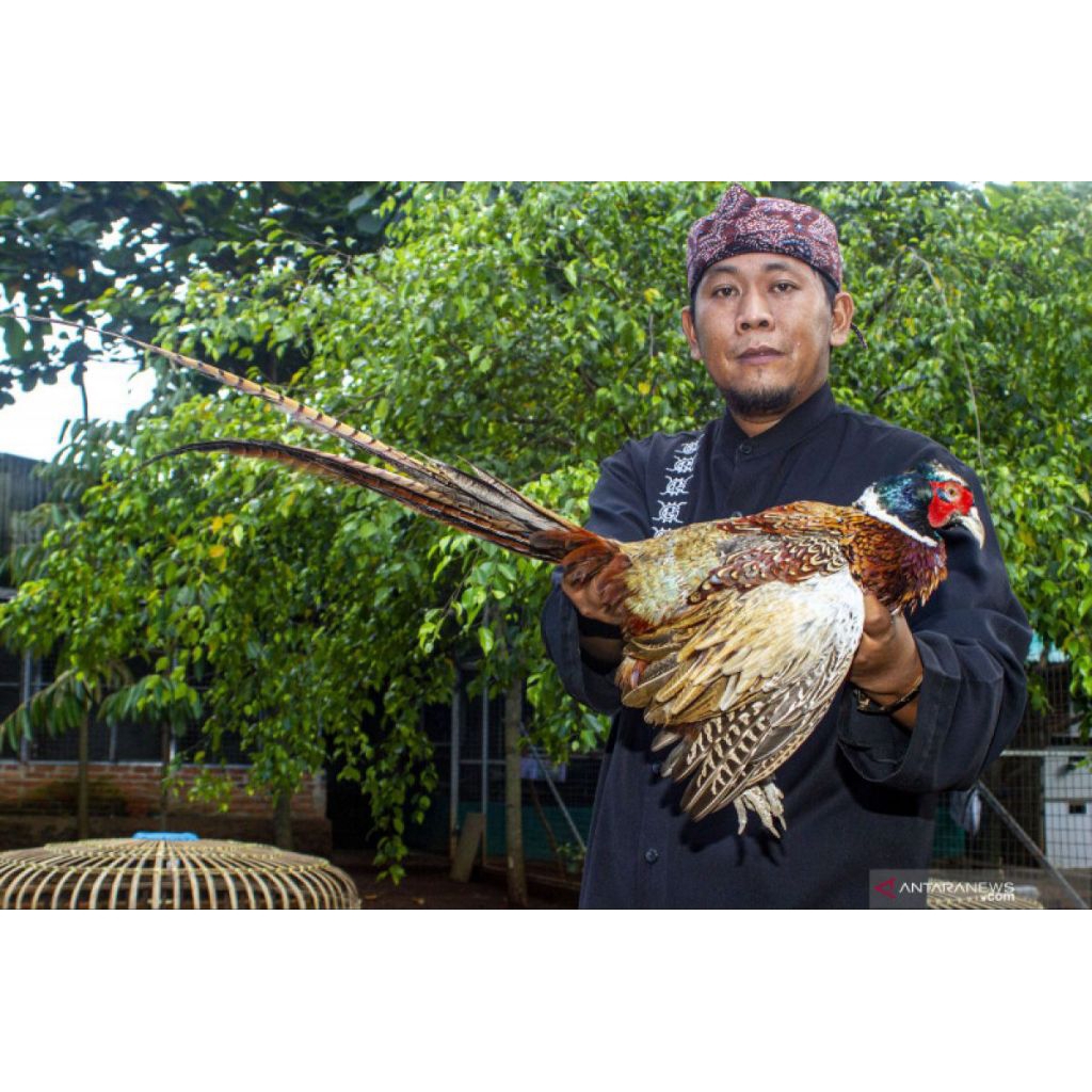 Telur Ayam Indio Gigante F1 - Fertil, Segar, Siap Ditetaskan