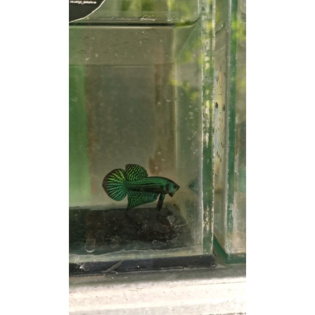 CUPANG ALIEN GREEN / SAMURAI