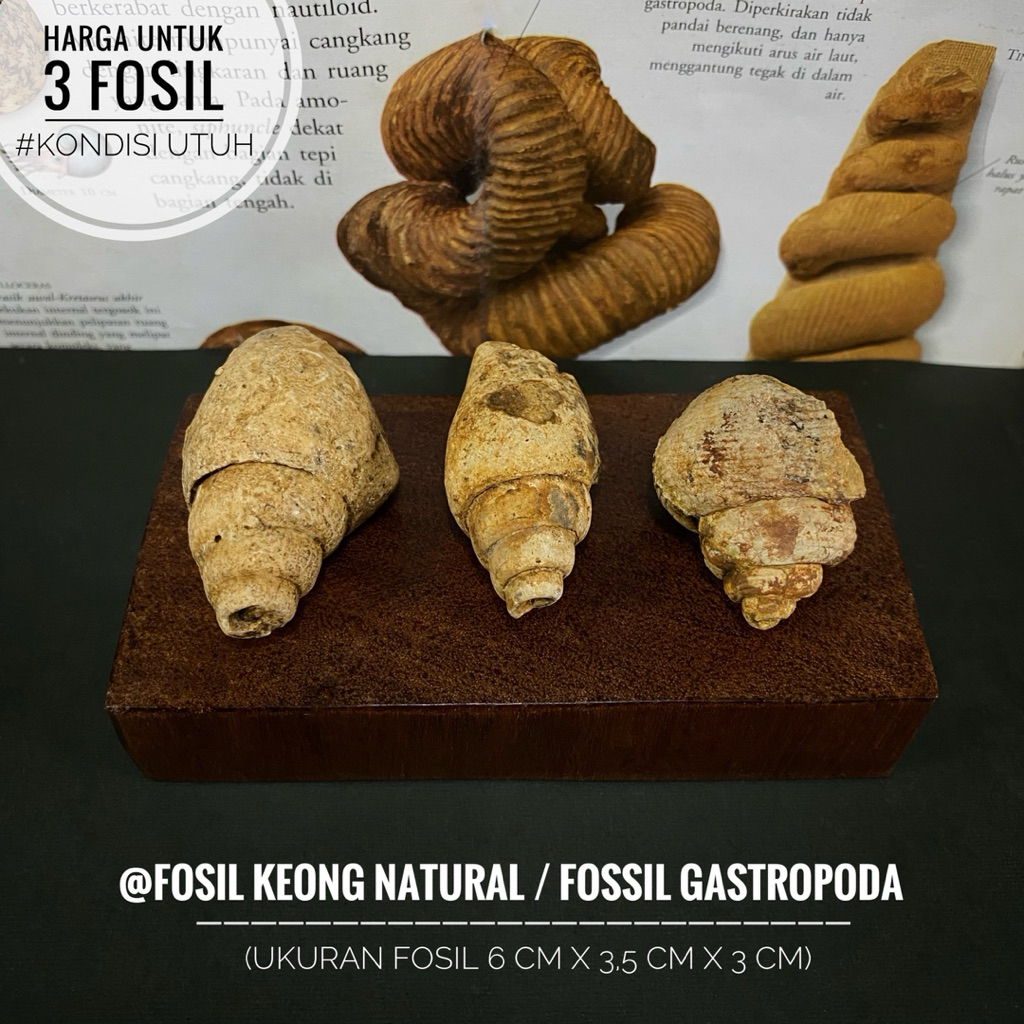 Fosil Keong Purba Natural B78 atau Fosil Gastropoda atau Fossil Snail atau Fosil Kol Buntet atau Fos