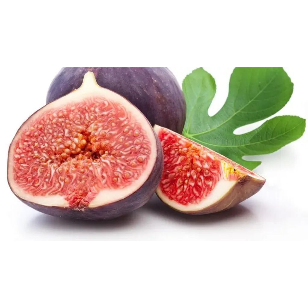 Bibit buah tin siap tanam di dalam pot sistem hasil cangkok batang cepat berbuah