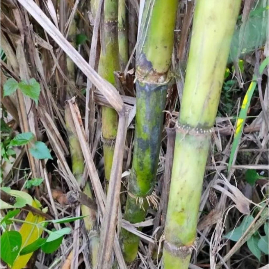 Tebu Hijau